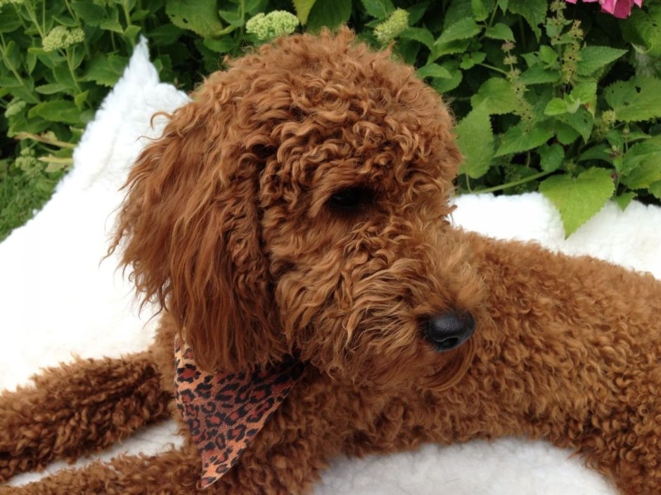 Королевский пудель Рэд Браун