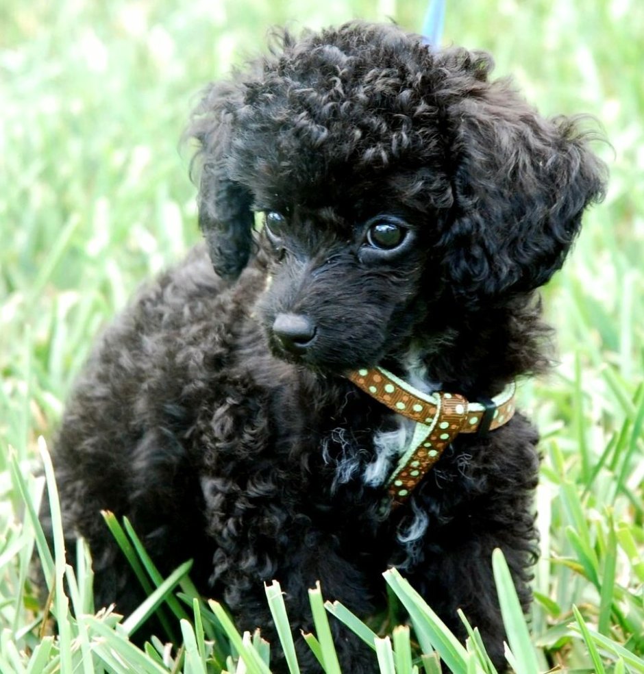 Собачка карликовый пудель