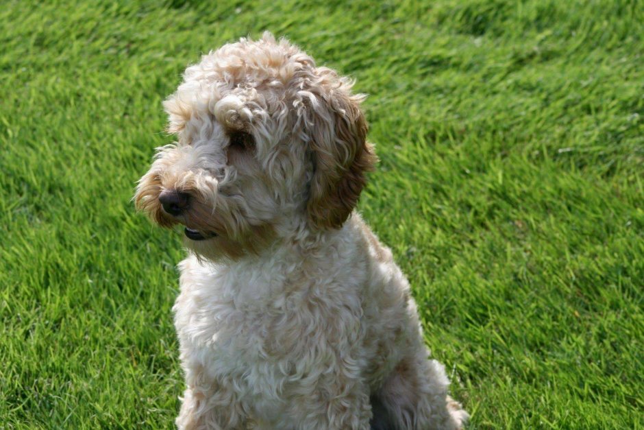 Американский пудель терьер