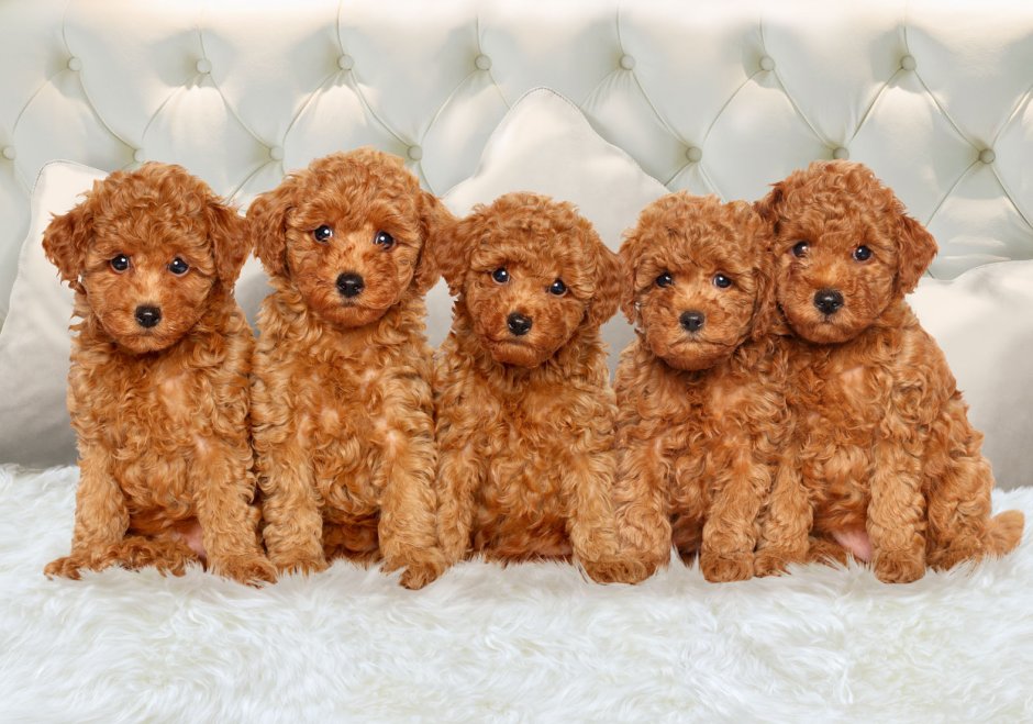 Мальтипу собака