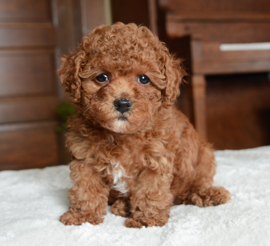 Пудель мальтипу