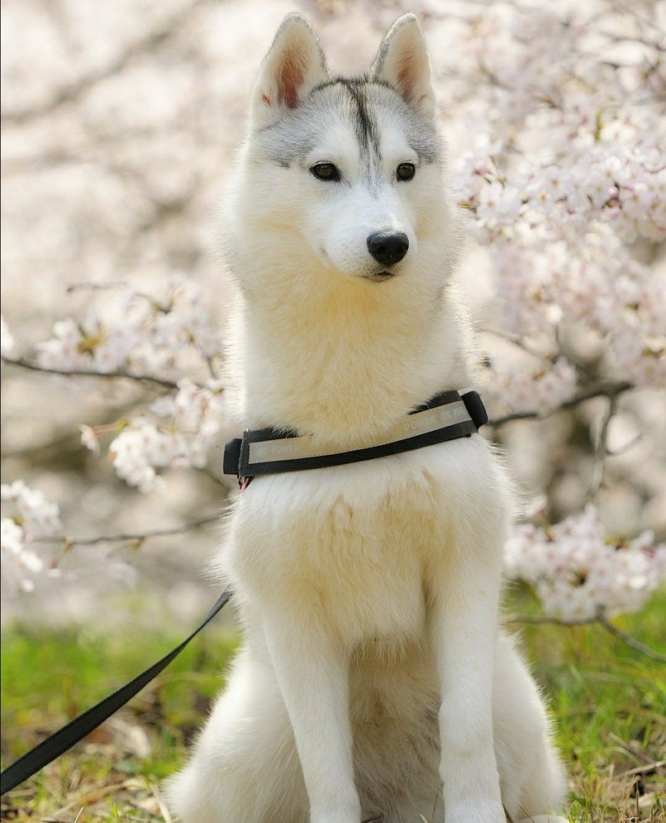 Корейская хаски