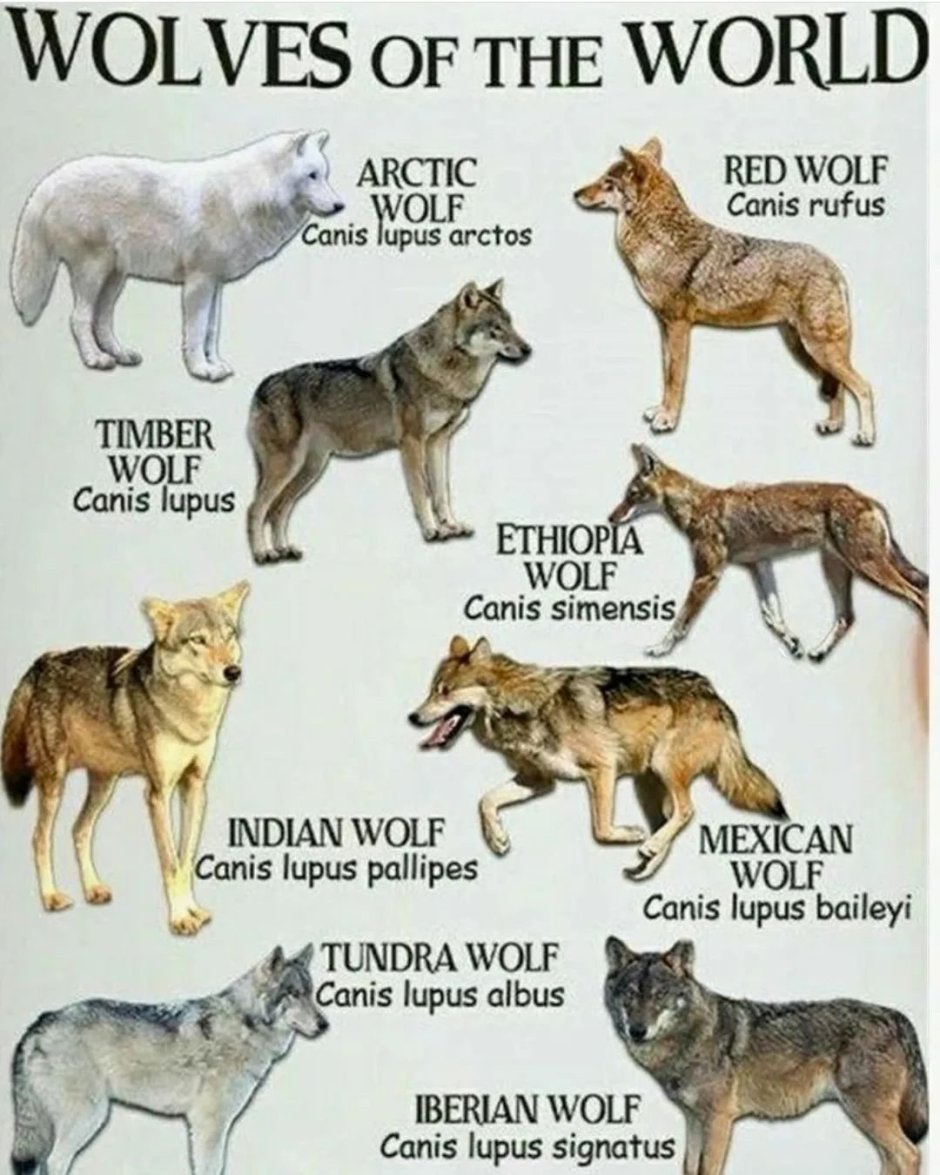 Canis simensis окрас