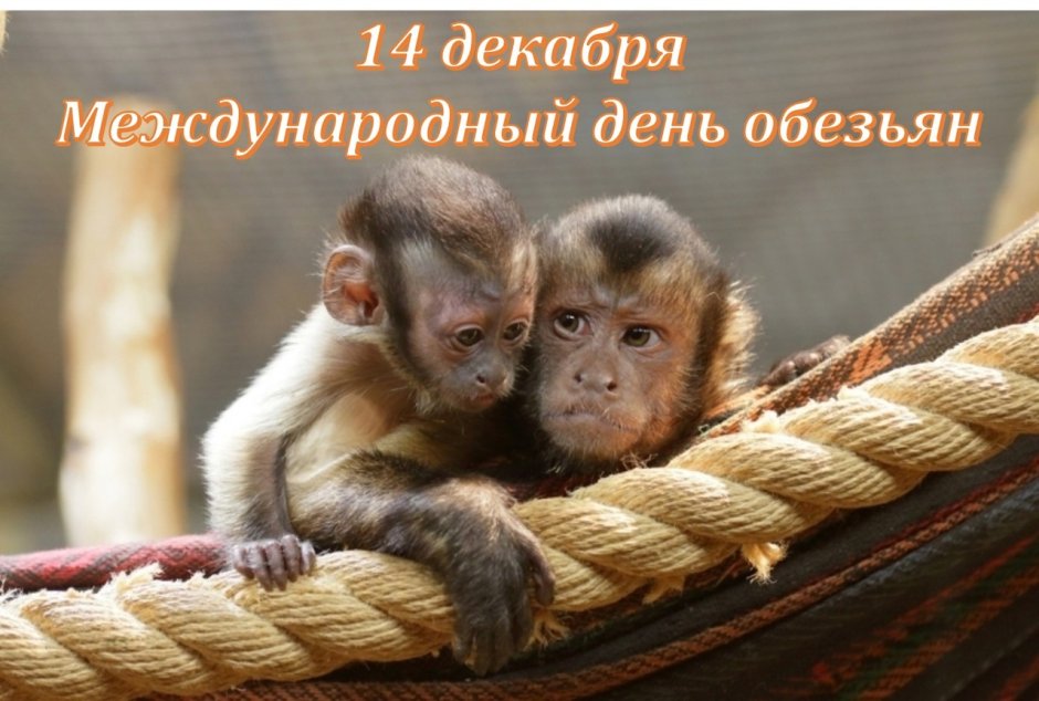 Капуцин детеныш