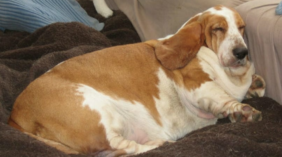 Бассет толстый