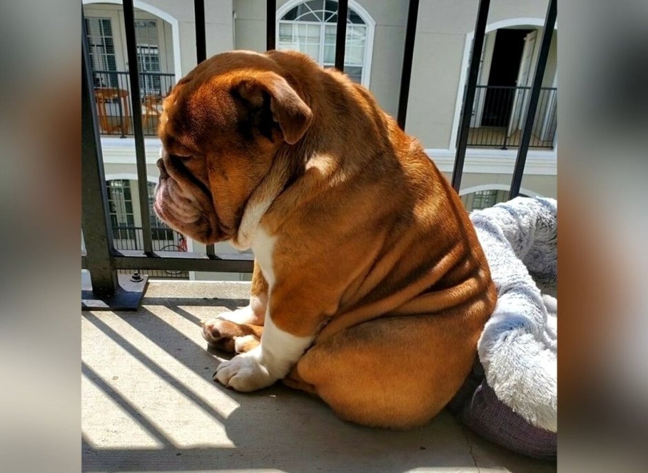 Американский бульдог жирный