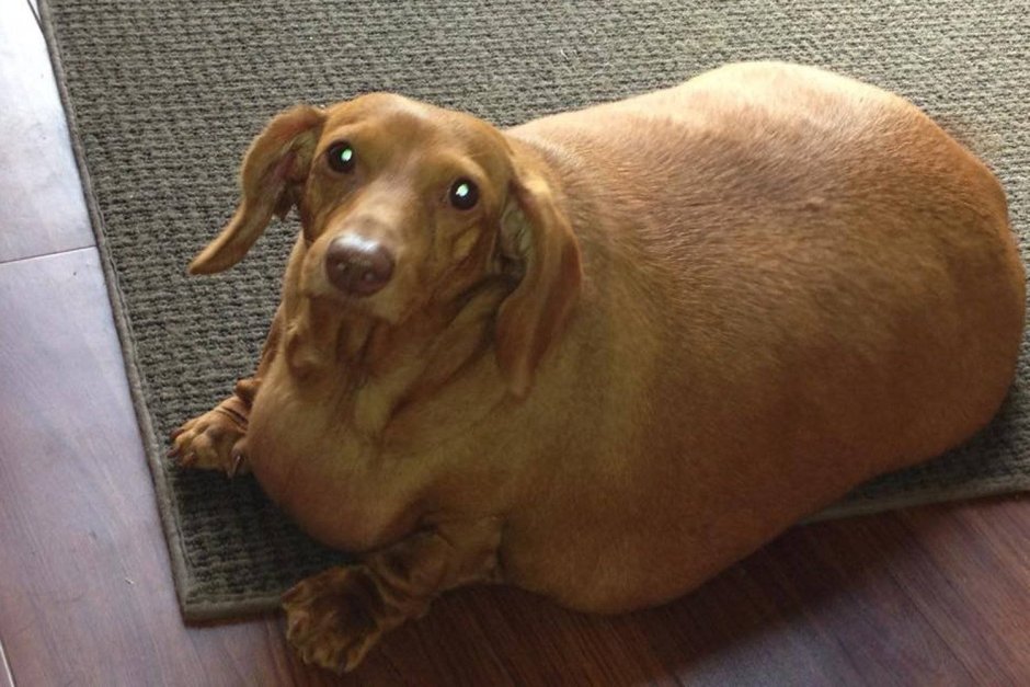 Такса Оби 35 кг