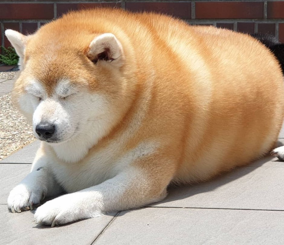 Толстая сиба ину