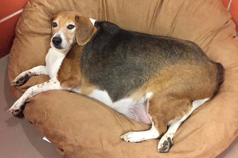 Бигль собака толстый