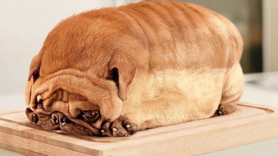 Самая толстая собака