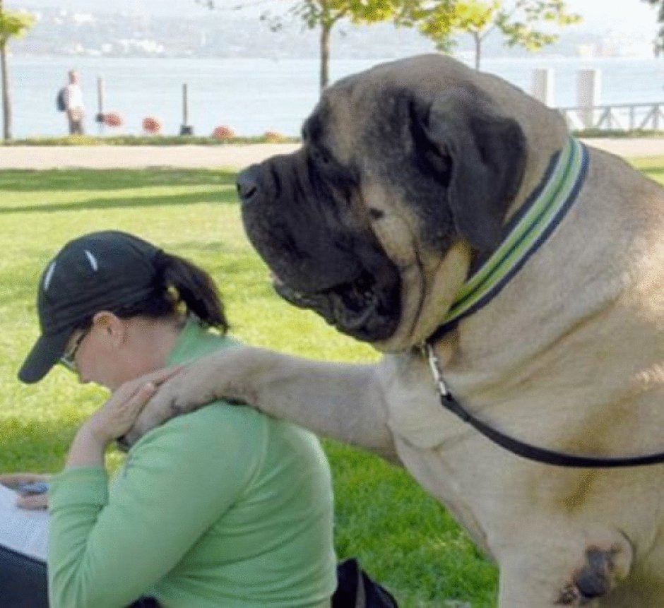 Английский мастиф Зорба