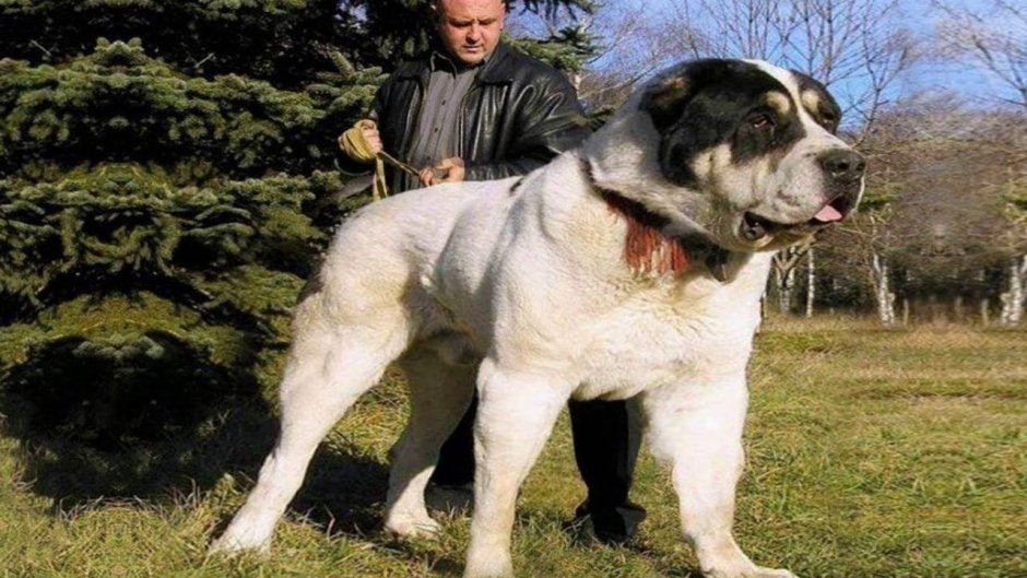 Среднеазиатская овчарка бульдозер