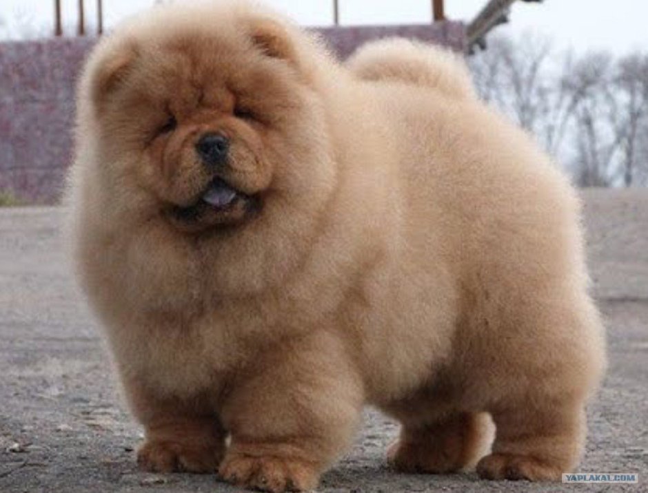 Собаки чау чау маленькие