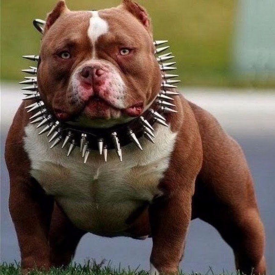 Американский булли злой