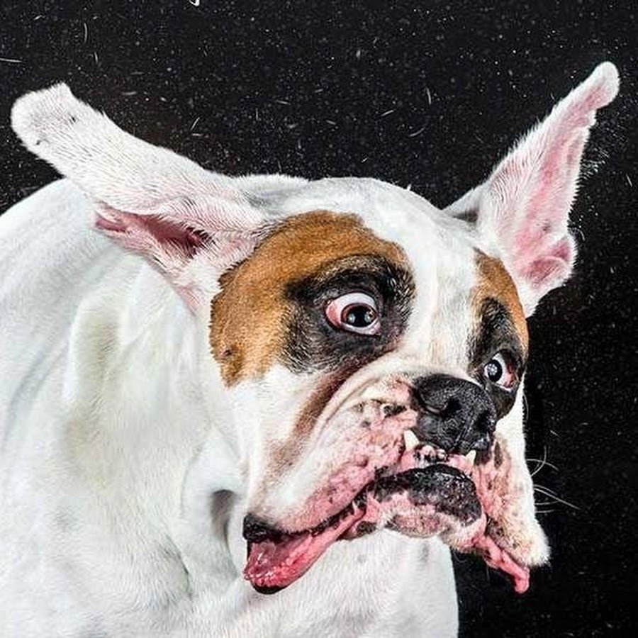 Слюнявый бульдог