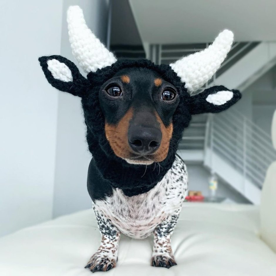 Собака с необычной мордой