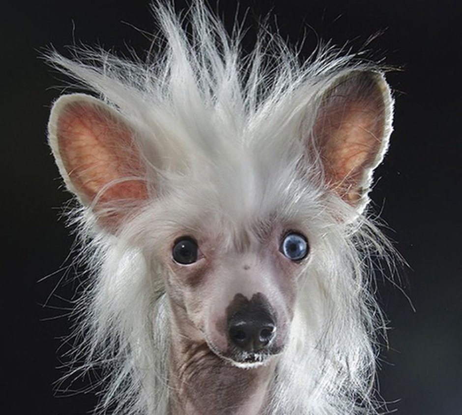 Китайская хохлатая