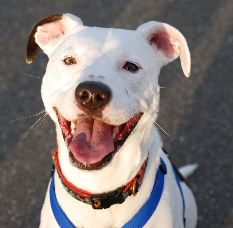 Питбуль с крысиной мордой