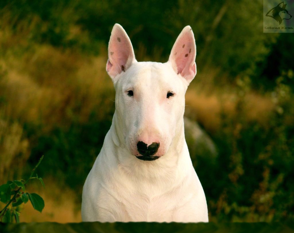 Бультерьер злой Бойцовский