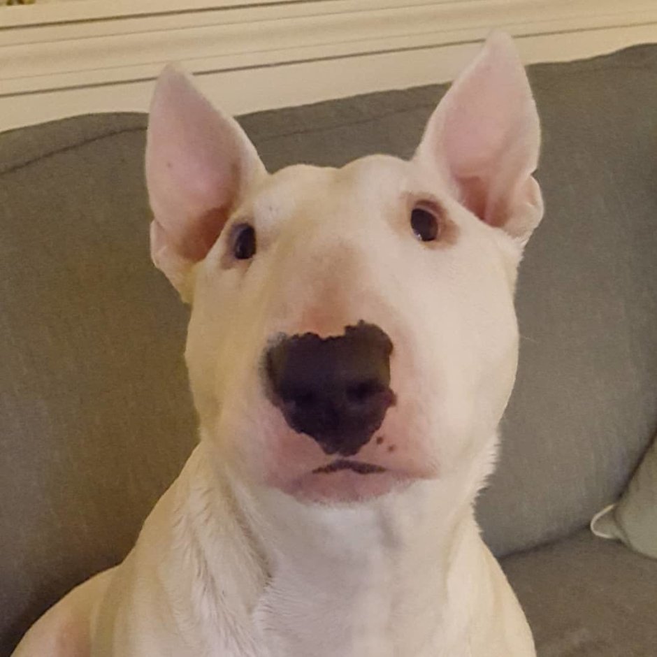 Бультерьер смешной