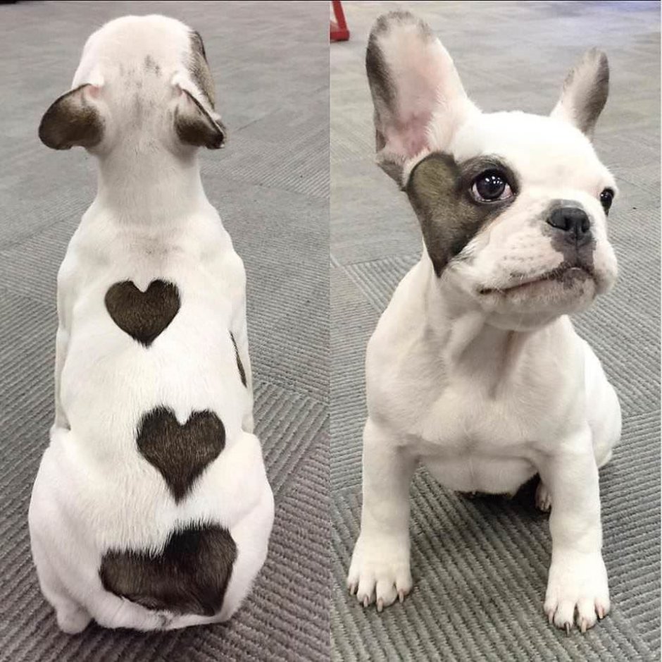 Собаки необычной окраски