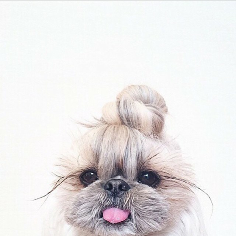 Murphy Shi Tzu the cute Dog