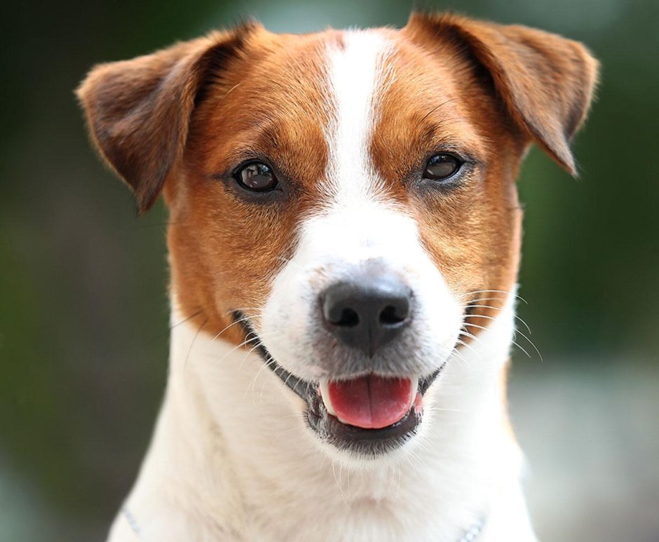 Бело рыжая собака