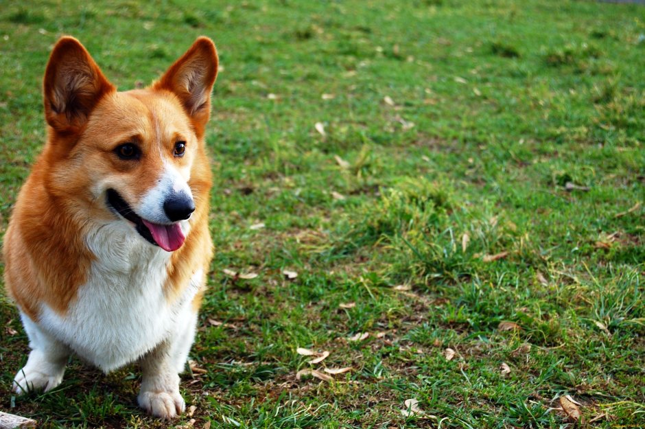 Норвежские корги