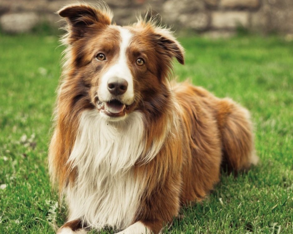 Бордер колли Браун