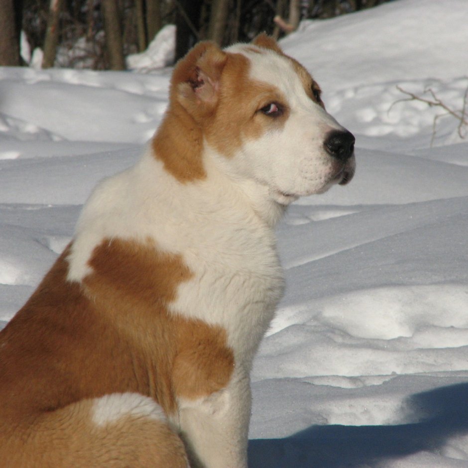 Среднеазиатская овчарка бело- рыжая