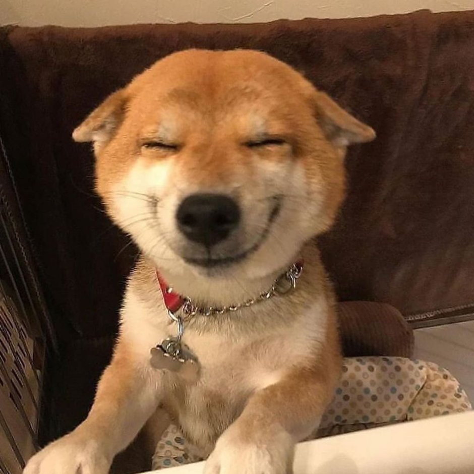 Собака улыбака картинки