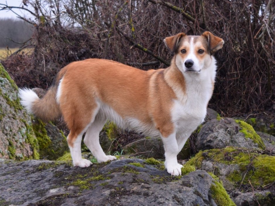 Собака похожая на бабочку