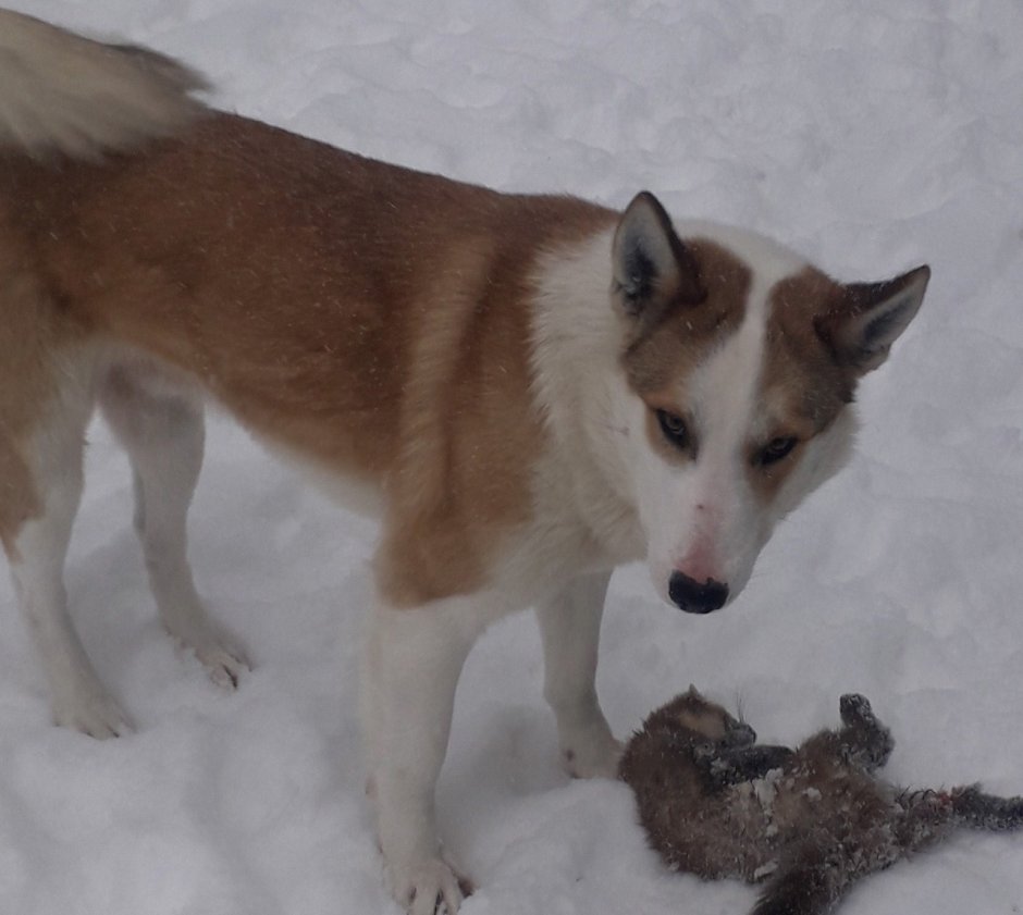 Лайка Западно-Сибирская светлого окраса