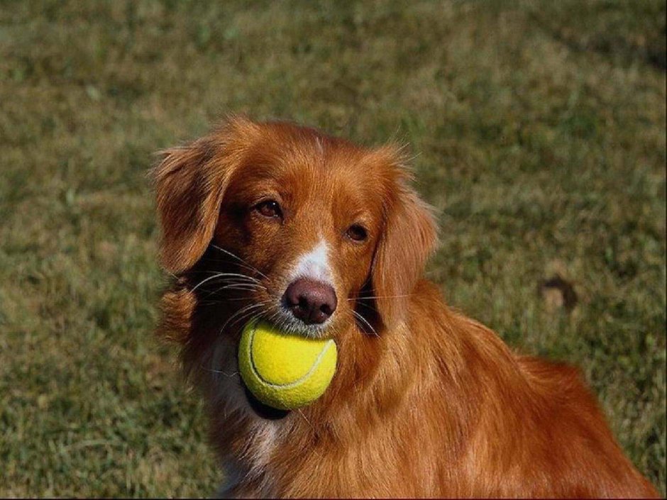 Ретривер рыжий Новошотландский