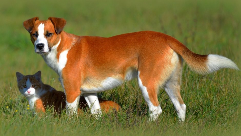 Рыже белая собака порода