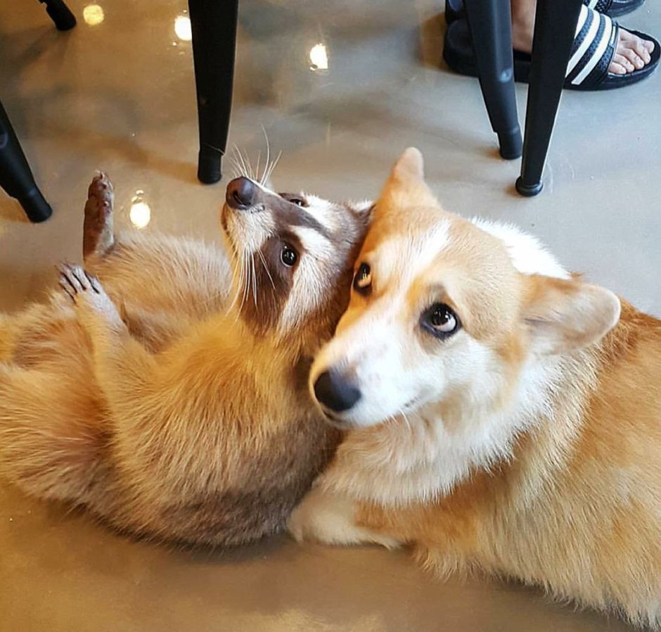 Корги и самоед