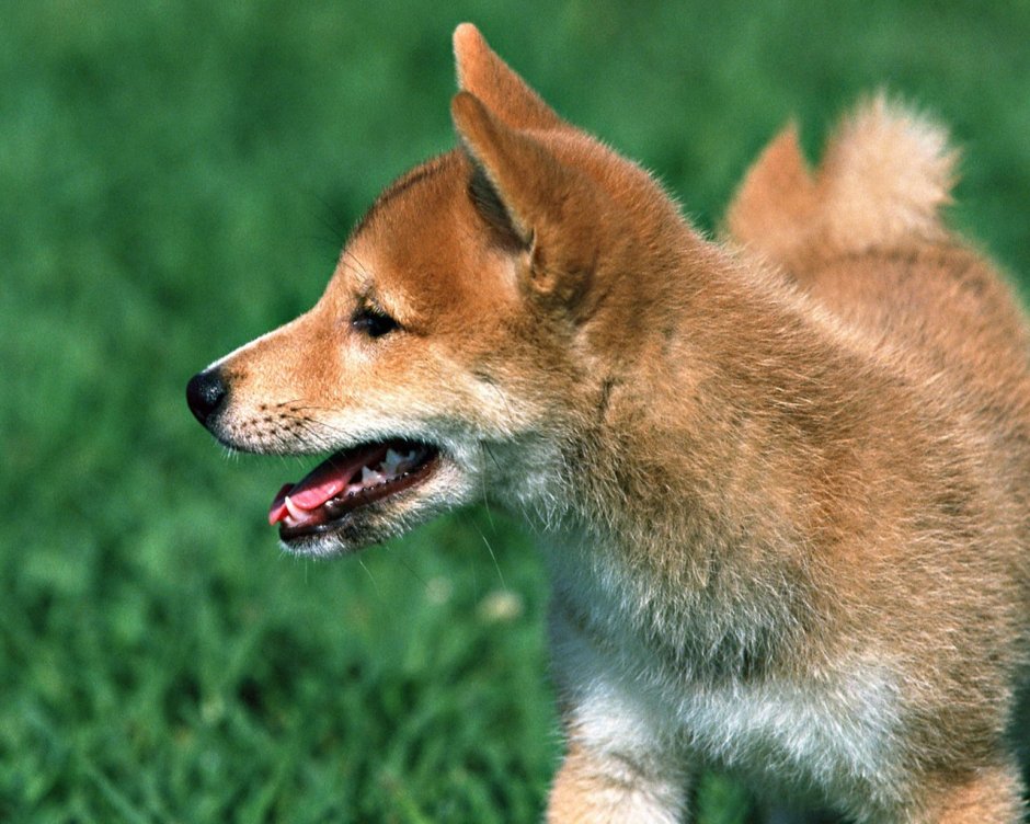 Рыжая собачка