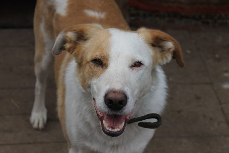 Белый собака персик