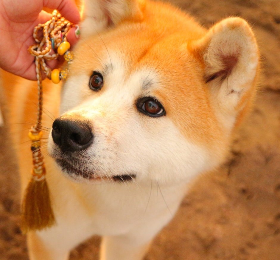 Акита ину короткошерстная