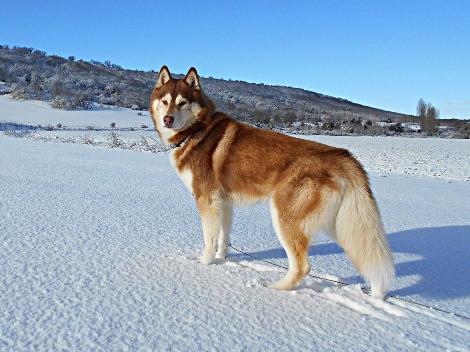 Рыжий хаски вид сбоку