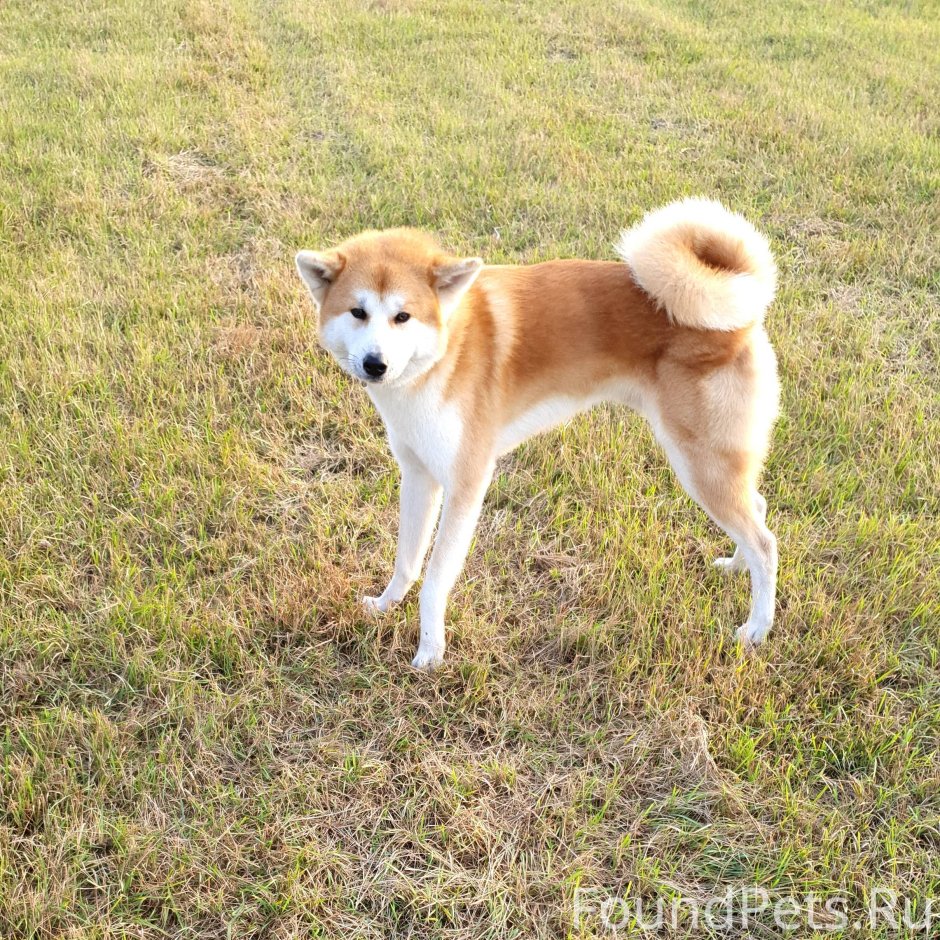 Лайка рыжая с белым