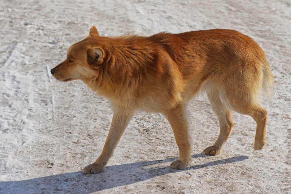 Рыжий пес дворняга
