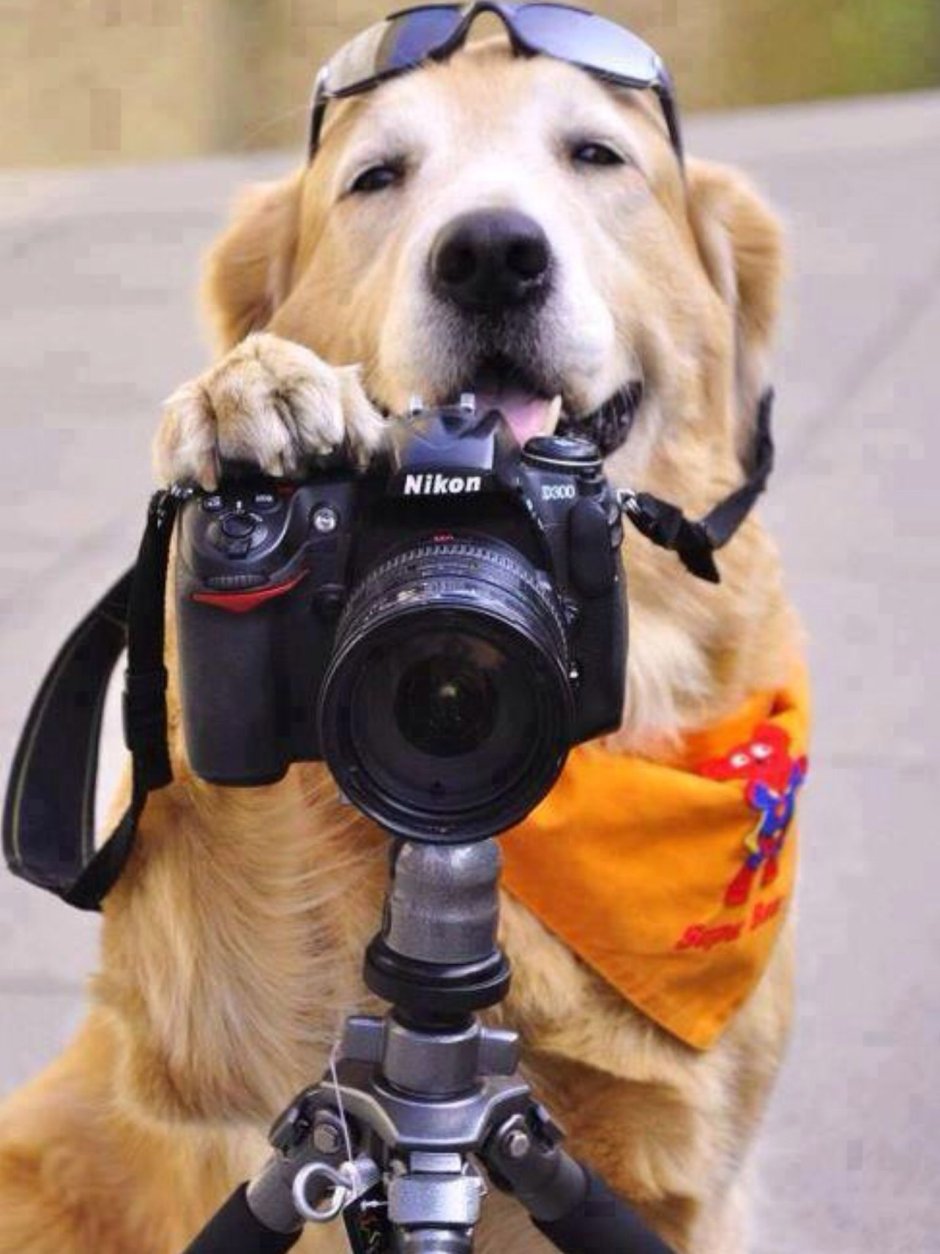 Щенок с фотоаппаратом