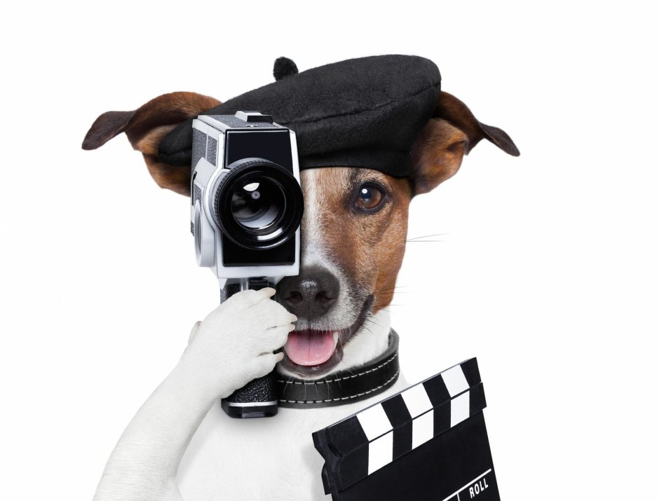 Животное с фотоаппаратом Минимализм