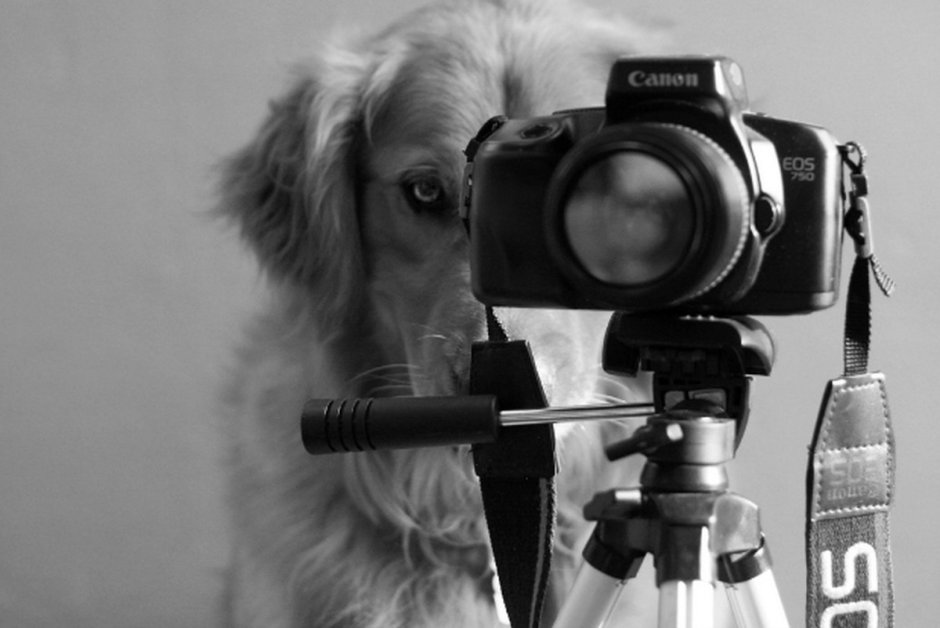 Фотограф собак