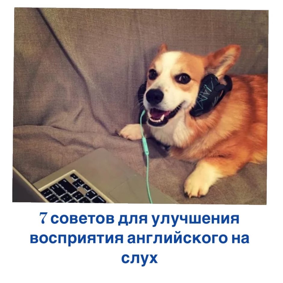Корги в наушниках