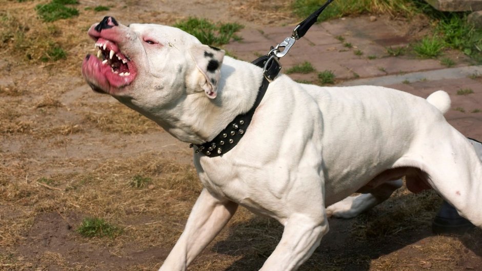 Dogo argentino Angry