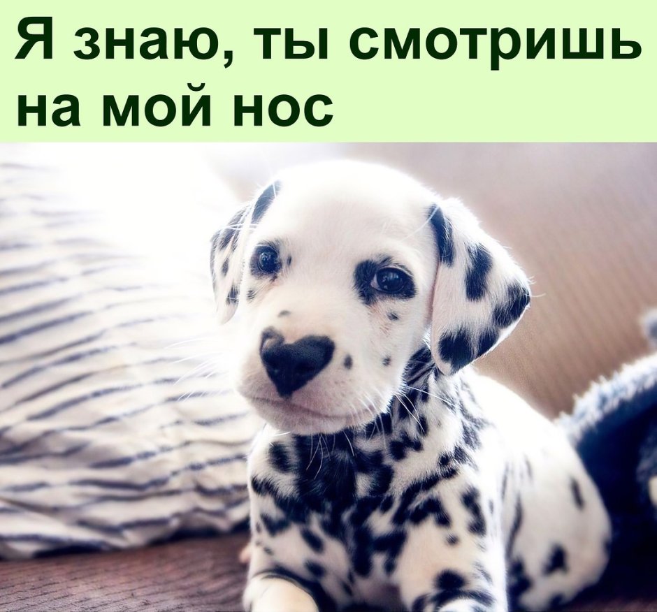 Аусси коричневый Мерль