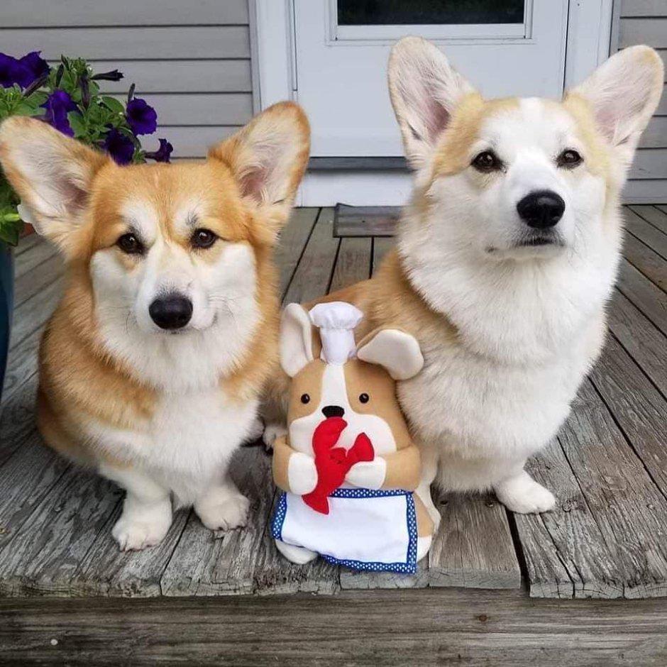 Корги бенгальские