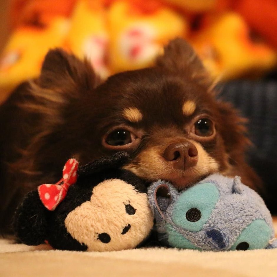 Милые чихуахуа